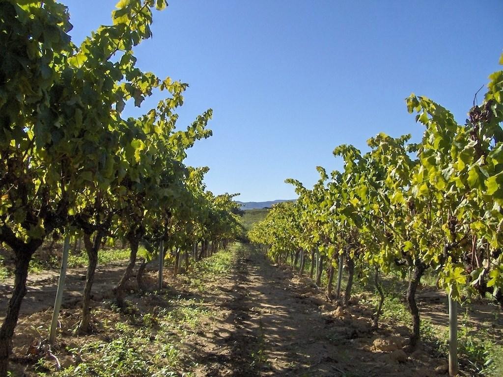 Viñedos Cava Jane Santacana